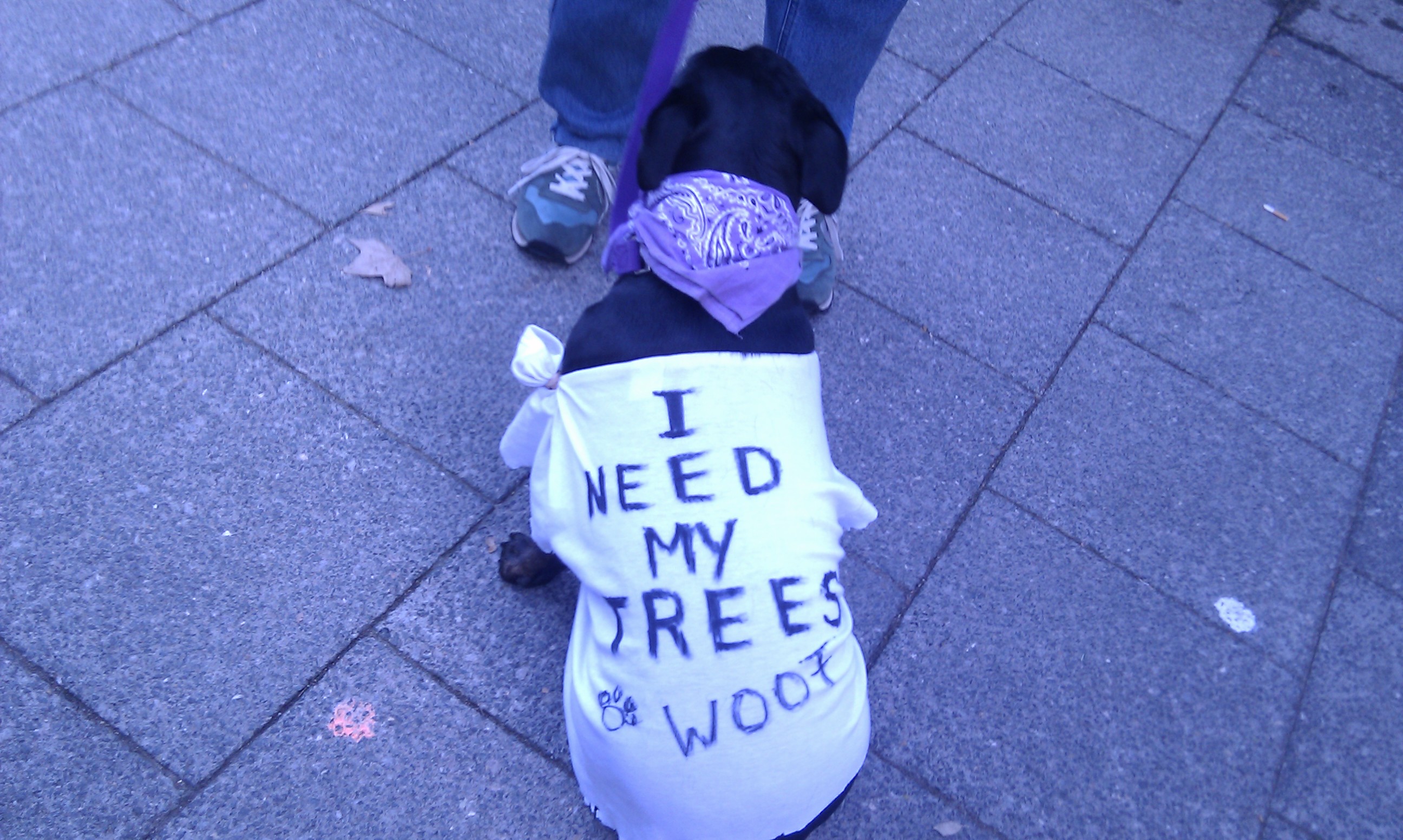 Dogs love trees